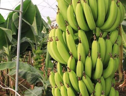 İklim Krizi Muzun Geleceğini Tehdit Ediyor