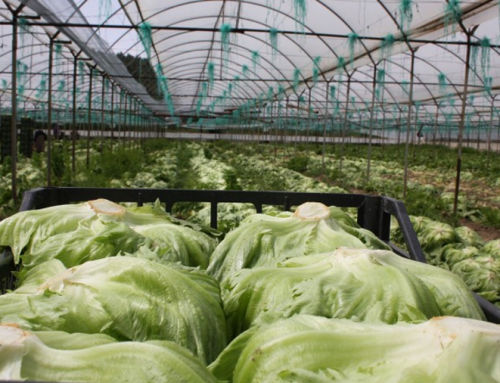 Iceberg Marulu: Soğuk Bir Hikâyenin Ürünü