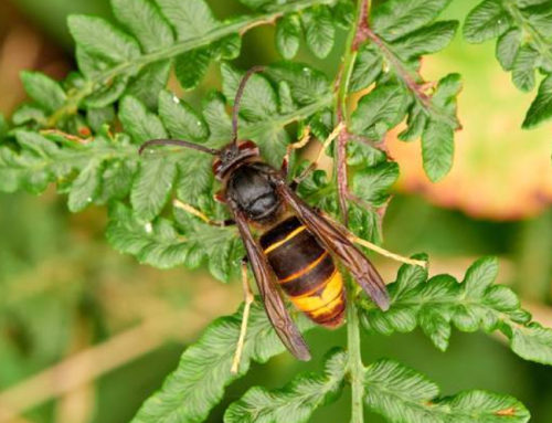 Vergelegen Bağlarında Doğal Haşere Kontrolü: Eşek Arıları Görev Başında